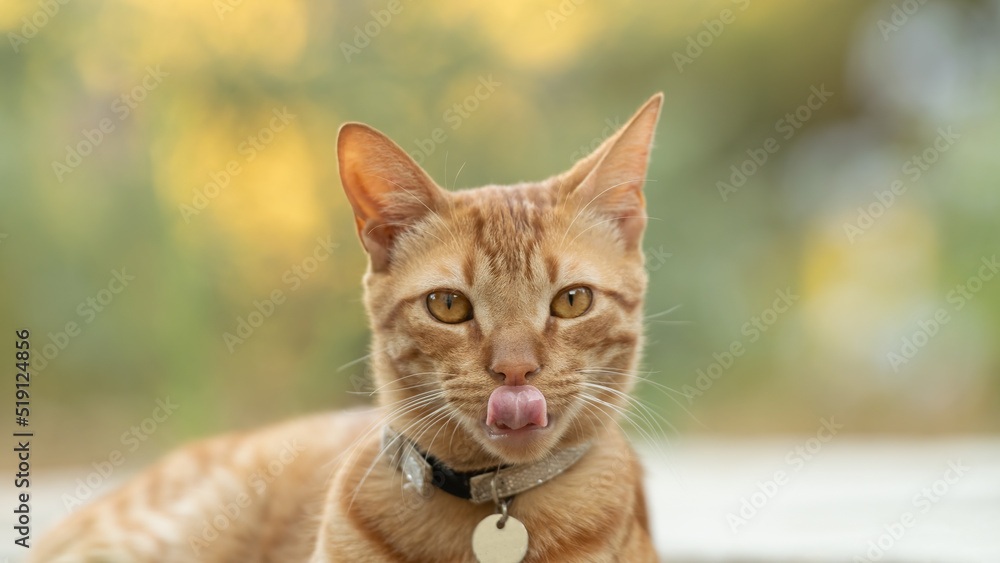 Funny portrait of a ginger cat with tongue out.

