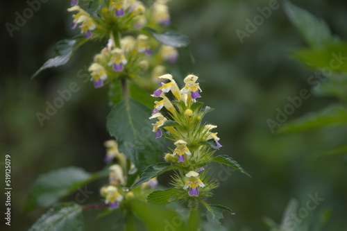 yellow blue flower