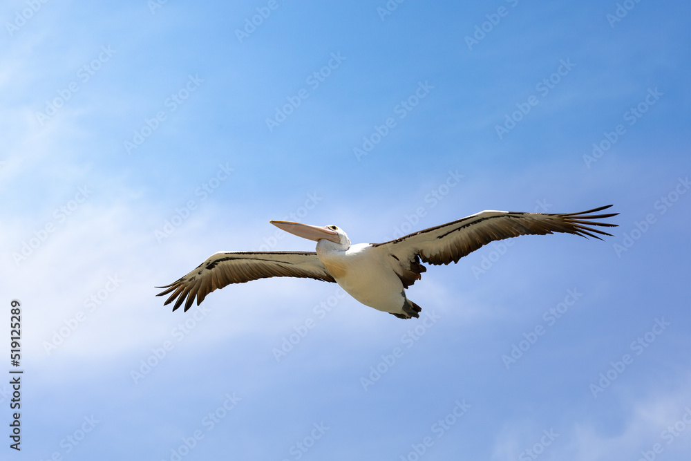 Fototapeta premium white pelican flying in the blue sky in Australia