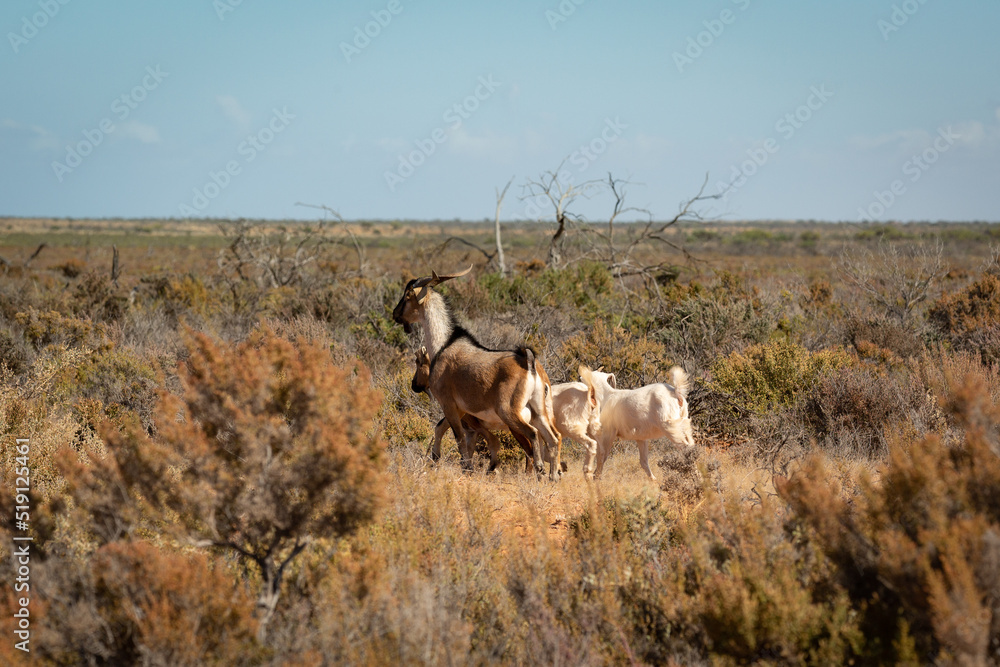 Fototapeta premium Goats in the australian bush in the Northern Territory, Australia