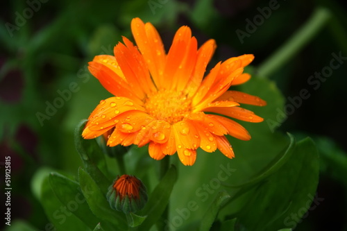 orange gerbera flower