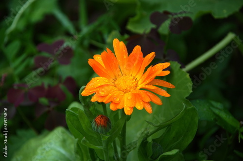 orange gerbera flower
