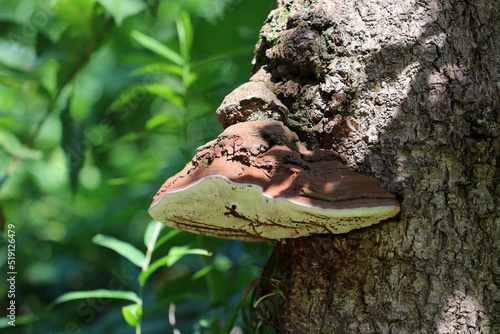 Thick and large brown Polypore(Polyporaceae, Sarunokoshikake) exposed to sunlight in the woods. photo