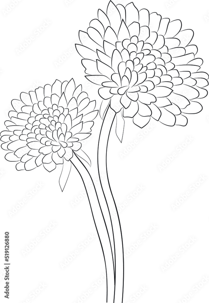 hand drawn dahlia flower hand drawn dahlia flower