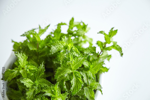 Fresh mint leaves, medicinal herb