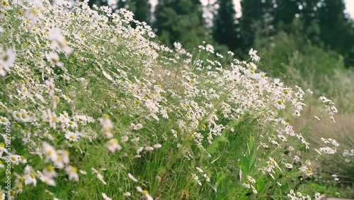 Chamomile field. Chamomile field plant wind close up. Beautiful nature scene with blooming medical chamomilles. Sunny day. Summer Herbal flowers. Camomille flower background.