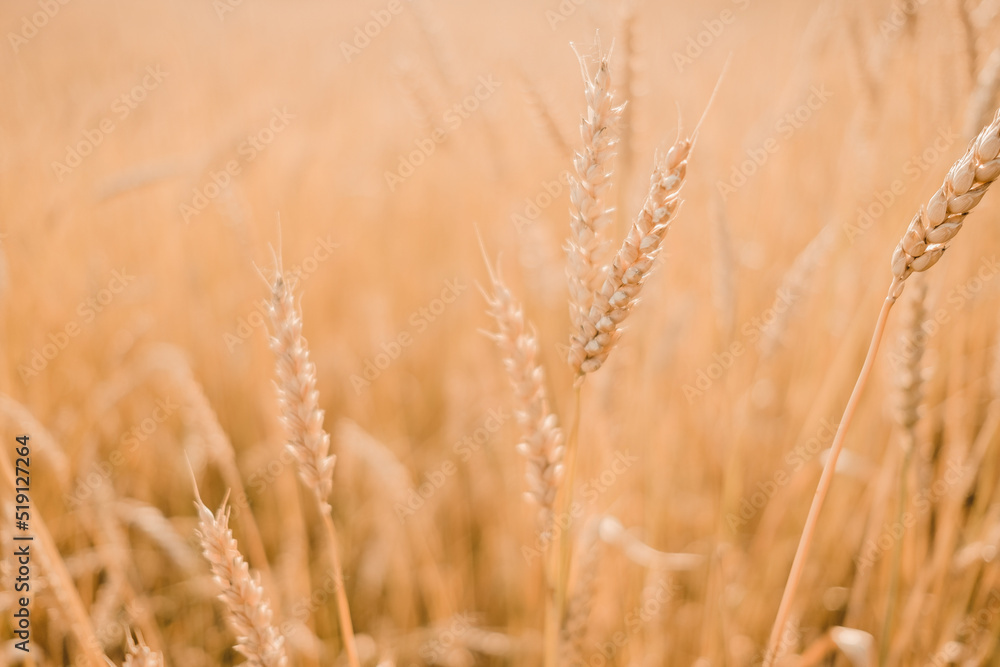 Close-up of ears of rye. Sowing wheat. Agrocomplex and sunflower oil. Rye and the creation of flour and bread. Baking bakery products. Gluten products. Field of ripening rye in a summer day. sunrise. 