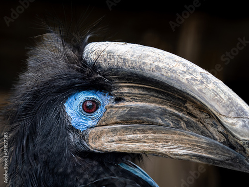 Nashornvogel © Peter