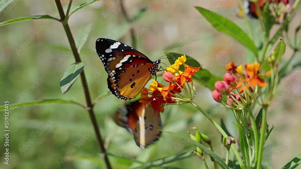 Flock of African monarch butterfly (Danaus chrysippus) also known as the plain tiger, African queen, Sucking nectar from a flowers Flock of African monarch butterfly (Danaus chrysippus) also known as the plain tiger, African queen, Sucking nectar from a flowers