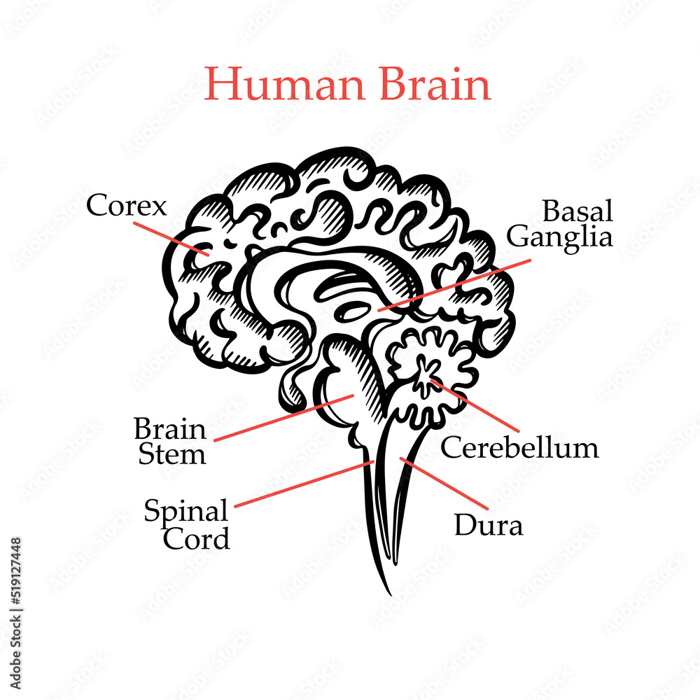 human-brain-outline-monochrome-general-layout-chart-of-partitions-of