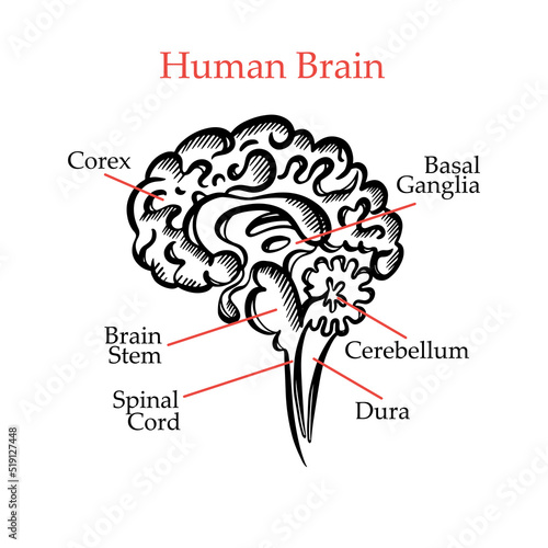 HUMAN BRAIN OUTLINE MONOCHROME General Layout Chart Of Partitions Of The Human Brain With Explanatory Text For Medical Education Of Students Hand Drawing Vector