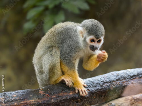Common squirrel monkey is perching on tree branch. Saimiri sciureus is eating something.