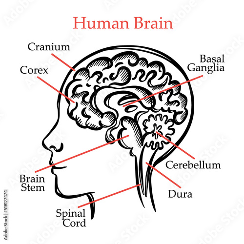 HUMAN BRAIN OUTLINE General Layout Chart Of Partitions Of The Human Brain With Explanatory Text For Students Of Medical School Hand Drawing Vector