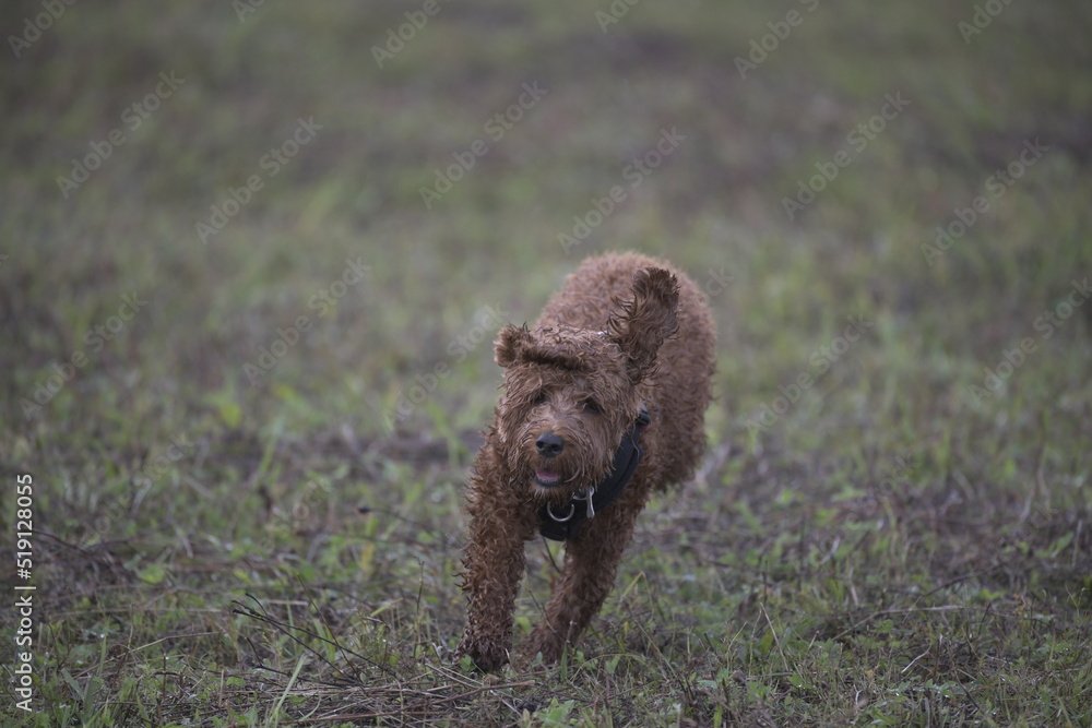 wet curly red puppy running in grass with mouth open and ears flapping wet curly red puppy running in grass with mouth open and ears flapping