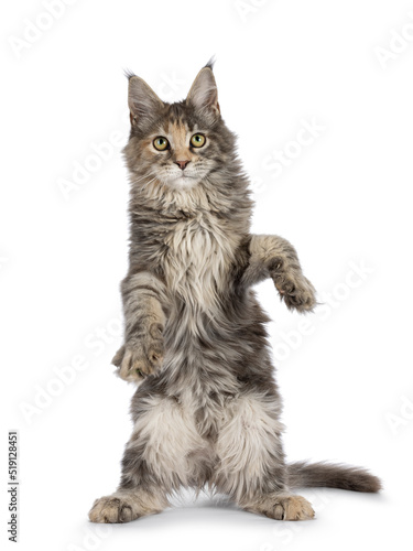 Fotografía Cute blue tortie Maine Coon cat kitten, dacing with paws hing in the air