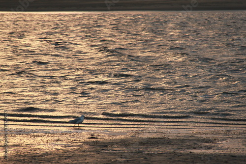 a seagull sits in the water at sunset by the sea 
