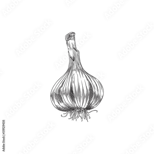 Hand drawn monochrome garlic with roots sketch style, vector illustration