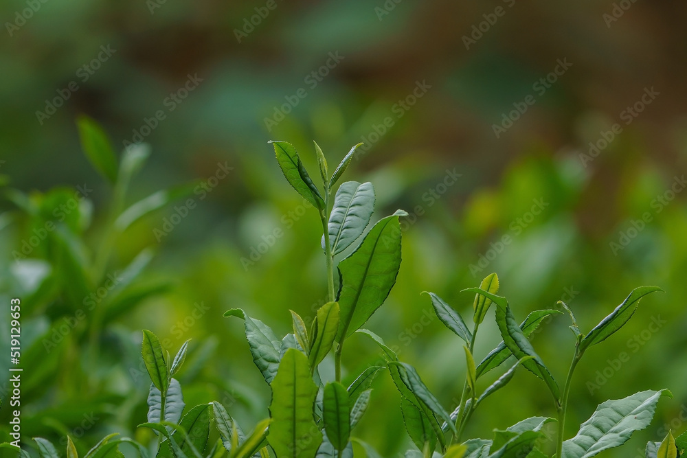 Obraz premium The tea sprout has not been harvested on the branch.