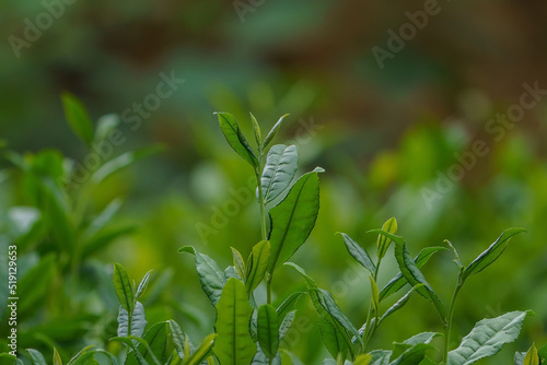 The tea sprout has not been harvested on the branch.