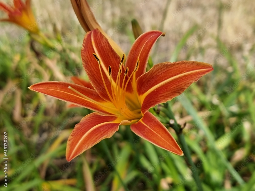orange lily flower orange lily flower