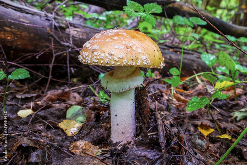 Obraz na płótnie Amanita gemmata, commonly known as gemmed amanita or jonquil amanita, is agaric