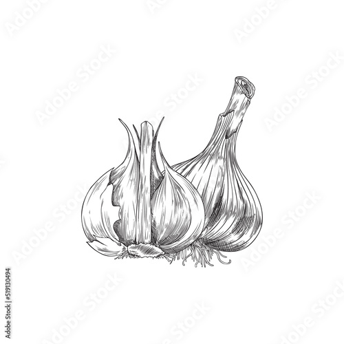 Monochrome garlic in peel, hand drawn sketch vector illustration isolated on white background.