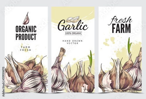 Organic garlic farm product advertising banners, sketch vector illustration.