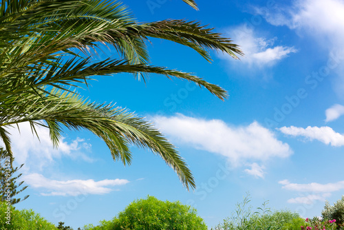 Fototapeta Naklejka Na Ścianę i Meble -  Coconut Palm tree with blue sky,beautiful tropical background.