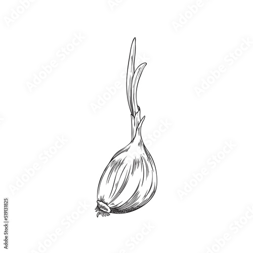 Hand drawn garlic clove with sprout, sketch vector illustration isolated on white background.