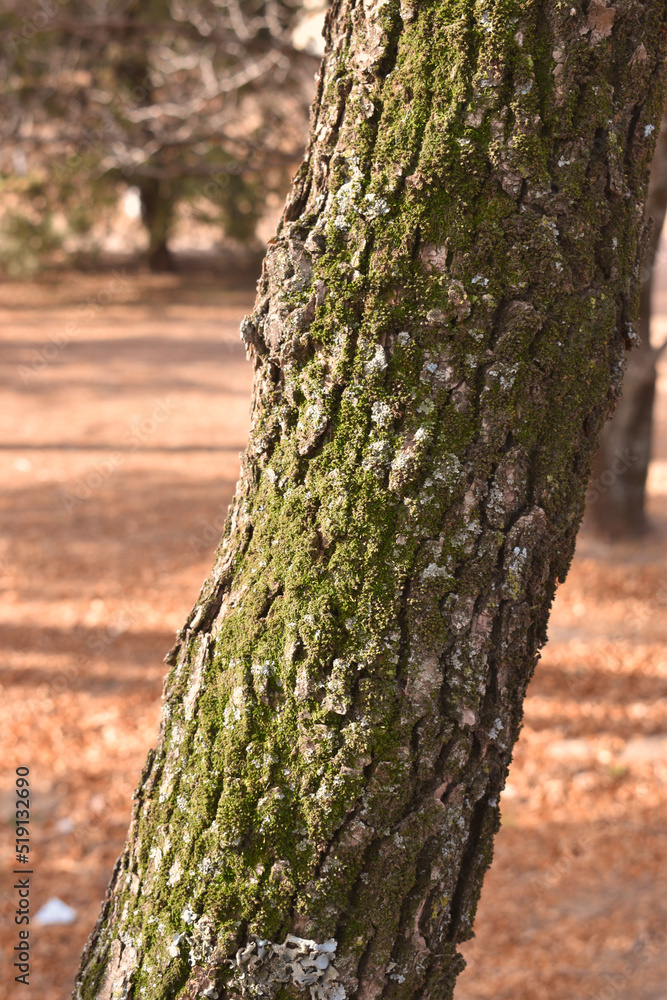 Fototapeta premium bark of a tree with green mold on an autumn day 