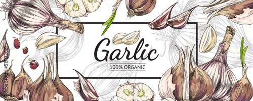 Garlic banner backdrop, hand drawn sketch style colored vector illustration.