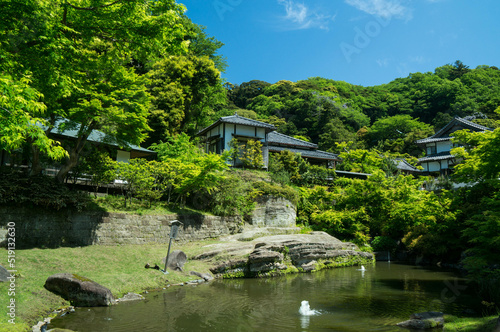 鎌倉 夏の明月院の美しい新緑と和風の建物