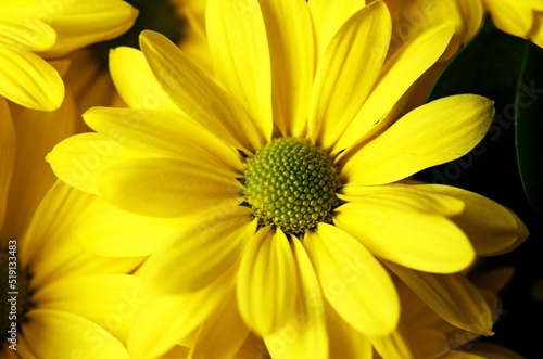 yellow flower closeup