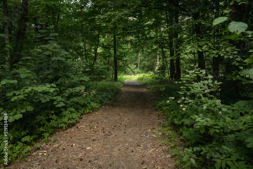 Entrance to the dark green leafy forest