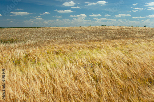 Barley field and small white clouds against the blue sky
