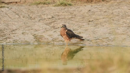 full shot of pallid harrier or Circus macrourus with reflection in water standing on one leg in waterhole tal chhapar sanctuary rajasthan churu india asia