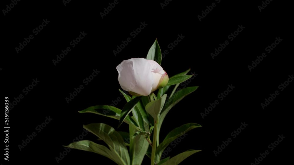 timelapse whine pink peony black background isolated