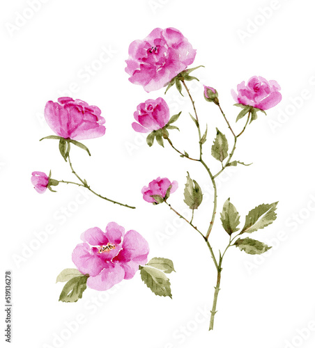 Fototapeta Naklejka Na Ścianę i Meble -  set of pink garden roses on white background close up, watercolor illustration hand painted.