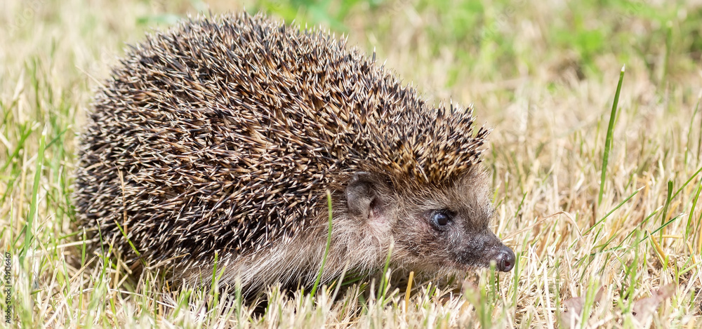 Fototapeta premium Young beautiful hedgehog in natural habitat outdoors in the nature.