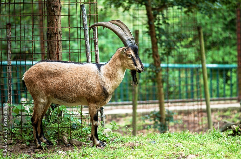 goat in zoo goat in zoo