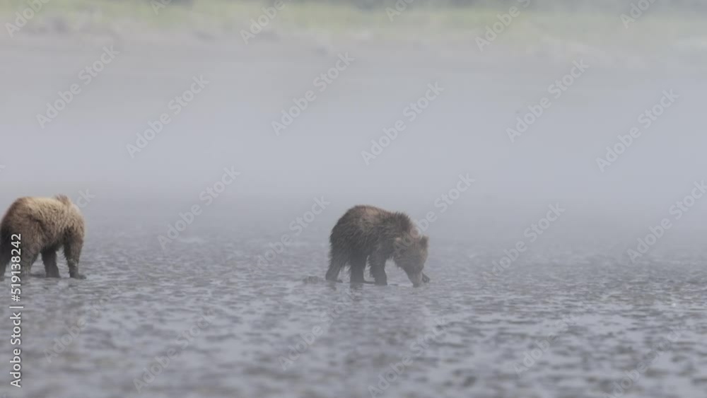 Grizzly brown bear cub walking on frozen lake in Alaska Grizzly brown bear cub walking on frozen lake in Alaska