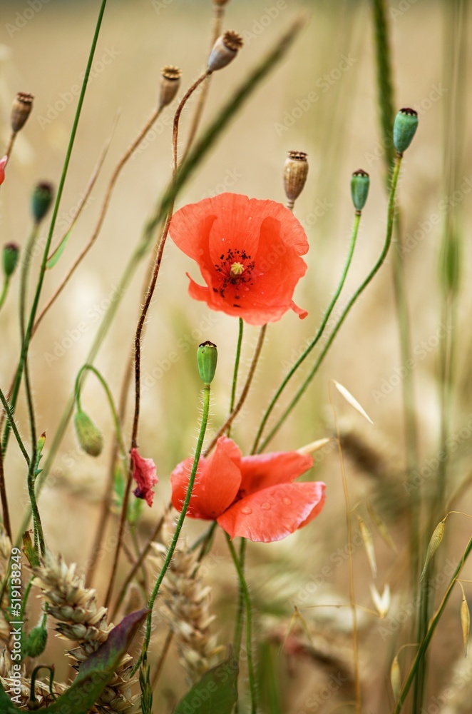 Fototapeta premium poppy flowers in field