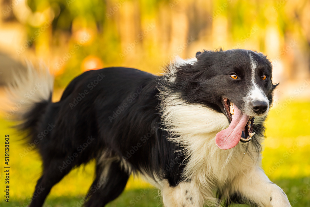 Purebred Young Border Collie dog running fast in backyard with tongue out