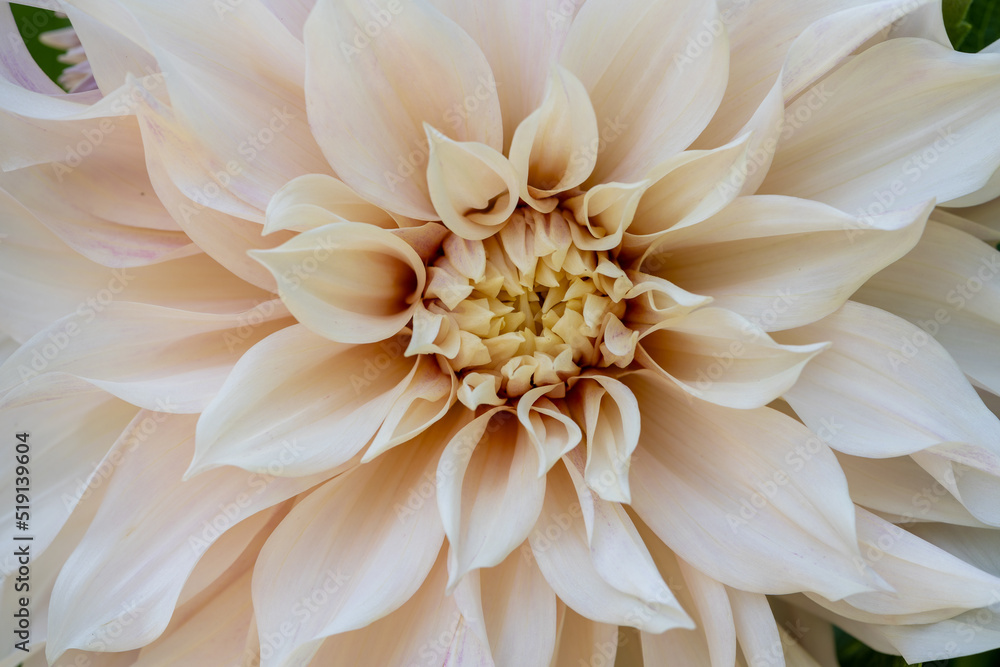 Tender cream light rose dahlia cafe au lait close up, macro in the dutch garden Tender cream light rose dahlia cafe au lait close up, macro in the dutch garden