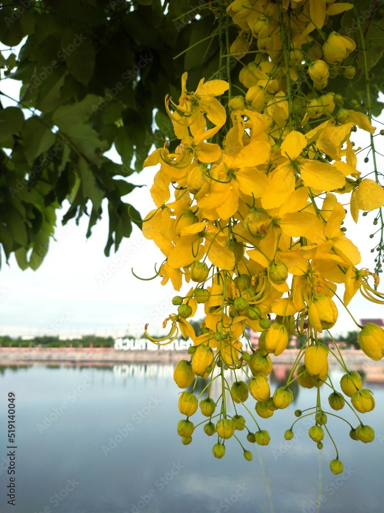 Yellow Ratchaphruek yellow leaves,Ratchaphruek Khun Lom Laeng is a flowering plant in the ...