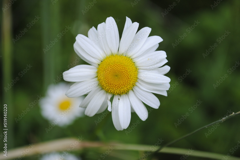 Daisy flower head blooming close up macro isolated Daisy flower head blooming close up macro isolated