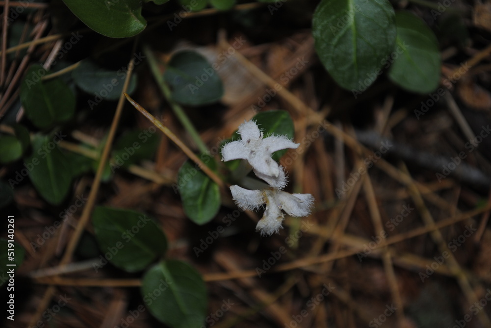 The fuzzy white flowers of the partridgeberry plant. Latin name Mitchella repens. Common names: deerberry, checkerberry, running box, winter clover, one berry, and twinberry. The fuzzy white flowers of the partridgeberry plant. Latin name Mitchella repens. Common names: deerberry, checkerberry, running box, winter clover, one berry, and twinberry.