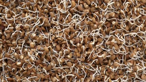 Horse gram sprouts background texture. Healthy protein-rich kollu vegan food. Table spin. photo