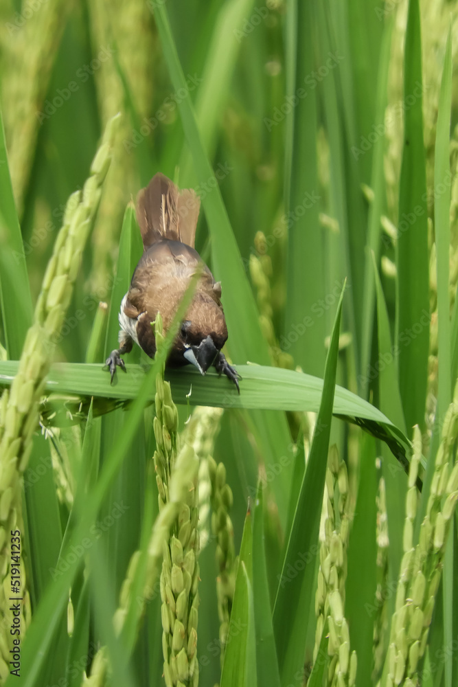 Obraz premium sparrow on a grass