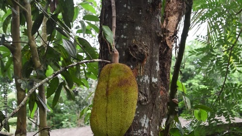 Jackfruit in a jack tree.